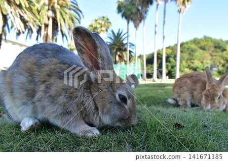 Hiroshima, Okunoshima, rabbit, rabbit island, rabbit island Hiroshima, Okunoshima, rabbit, rabbit island, rabbit island 141671385