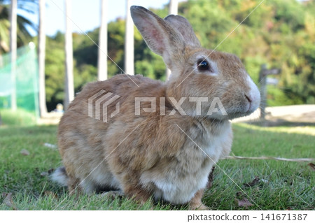 Hiroshima, Okunoshima, rabbit, rabbit island, rabbit island Hiroshima, Okunoshima, rabbit, rabbit island, rabbit island 141671387