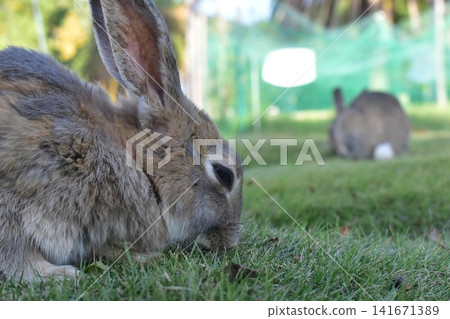 Hiroshima, Okunoshima, rabbit, rabbit island, rabbit island Hiroshima, Okunoshima, rabbit, rabbit island, rabbit island 141671389