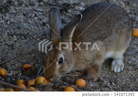 Hiroshima, Okunoshima, rabbit, rabbit island, rabbit island Hiroshima, Okunoshima, rabbit, rabbit island, rabbit island 141671391