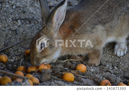 Hiroshima, Okunoshima, rabbit, rabbit island, rabbit island Hiroshima, Okunoshima, rabbit, rabbit island, rabbit island 141671393