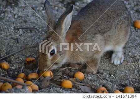 Hiroshima, Okunoshima, rabbit, rabbit island, rabbit island Hiroshima, Okunoshima, rabbit, rabbit island, rabbit island 141671394