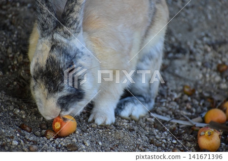 Hiroshima, Okunoshima, rabbit, rabbit island, rabbit island Hiroshima, Okunoshima, rabbit, rabbit island, rabbit island 141671396