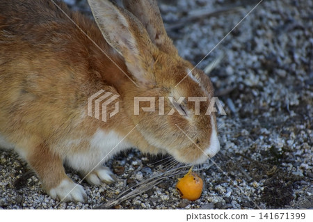 Hiroshima, Okunoshima, rabbit, rabbit island, rabbit island Hiroshima, Okunoshima, rabbit, rabbit island, rabbit island 141671399