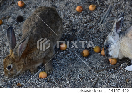 Hiroshima, Okunoshima, rabbit, rabbit island, rabbit island Hiroshima, Okunoshima, rabbit, rabbit island, rabbit island 141671400