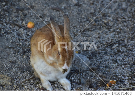 Hiroshima, Okunoshima, rabbit, rabbit island, rabbit island Hiroshima, Okunoshima, rabbit, rabbit island, rabbit island 141671403