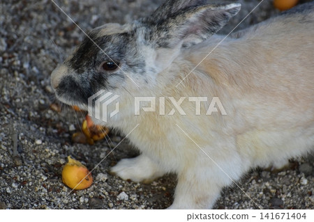 Hiroshima, Okunoshima, rabbit, rabbit island, rabbit island Hiroshima, Okunoshima, rabbit, rabbit island, rabbit island 141671404