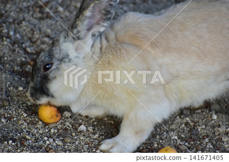 Hiroshima, Okunoshima, rabbit, rabbit island, rabbit island Hiroshima, Okunoshima, rabbit, rabbit island, rabbit island 141671405