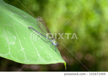 Damselfly Damselfly 141671409