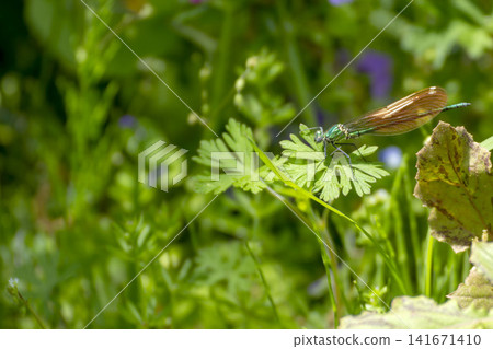 Damselfly Damselfly 141671410