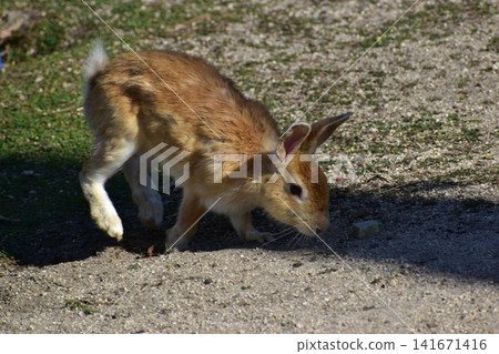 Hiroshima, Okunoshima, rabbit, rabbit island, rabbit island Hiroshima, Okunoshima, rabbit, rabbit island, rabbit island 141671416