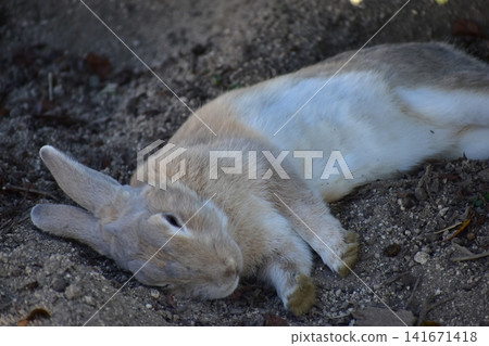 Hiroshima, Okunoshima, rabbit, rabbit island, rabbit island Hiroshima, Okunoshima, rabbit, rabbit island, rabbit island 141671418