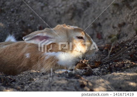 Hiroshima, Okunoshima, rabbit, rabbit island, rabbit island Hiroshima, Okunoshima, rabbit, rabbit island, rabbit island 141671419
