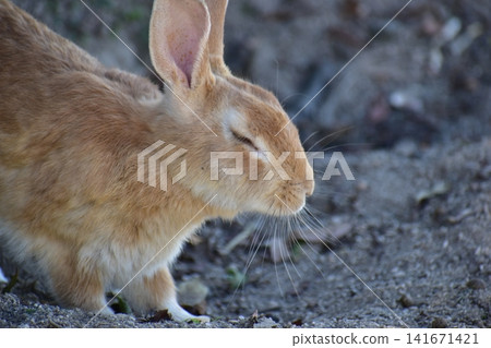 Hiroshima, Okunoshima, rabbit, rabbit island, rabbit island Hiroshima, Okunoshima, rabbit, rabbit island, rabbit island 141671421
