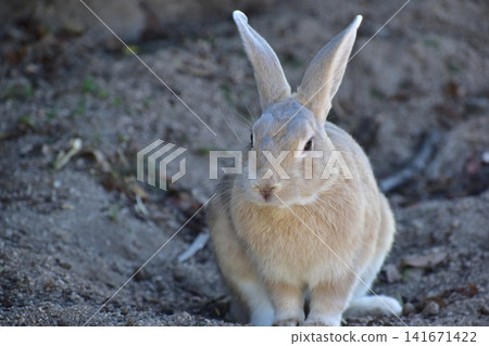 Hiroshima, Okunoshima, rabbit, rabbit island, rabbit island Hiroshima, Okunoshima, rabbit, rabbit island, rabbit island 141671422