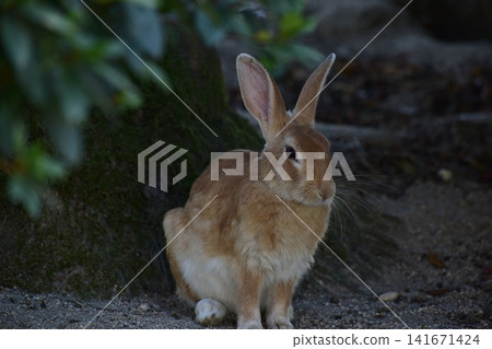 Hiroshima, Okunoshima, rabbit, rabbit island, rabbit island Hiroshima, Okunoshima, rabbit, rabbit island, rabbit island 141671424