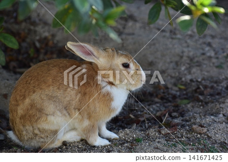Hiroshima, Okunoshima, rabbit, rabbit island, rabbit island 141671425