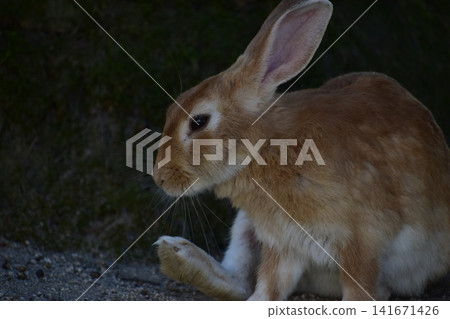 Hiroshima, Okunoshima, rabbit, rabbit island, rabbit island Hiroshima, Okunoshima, rabbit, rabbit island, rabbit island 141671426