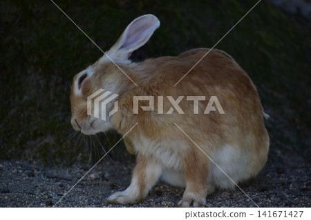 Hiroshima, Okunoshima, rabbit, rabbit island, rabbit island Hiroshima, Okunoshima, rabbit, rabbit island, rabbit island 141671427