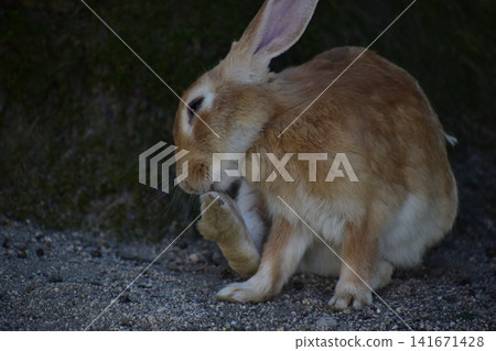 Hiroshima, Okunoshima, rabbit, rabbit island, rabbit island Hiroshima, Okunoshima, rabbit, rabbit island, rabbit island 141671428