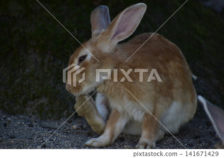 Hiroshima, Okunoshima, rabbit, rabbit island, rabbit island Hiroshima, Okunoshima, rabbit, rabbit island, rabbit island 141671429