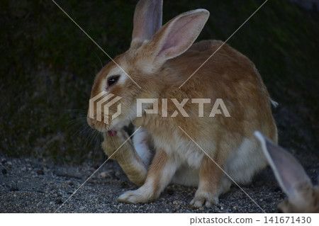 Hiroshima, Okunoshima, rabbit, rabbit island, rabbit island Hiroshima, Okunoshima, rabbit, rabbit island, rabbit island 141671430