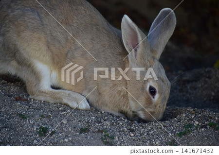 Hiroshima, Okunoshima, rabbit, rabbit island, rabbit island Hiroshima, Okunoshima, rabbit, rabbit island, rabbit island 141671432