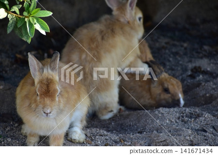 Hiroshima, Okunoshima, rabbit, rabbit island, rabbit island Hiroshima, Okunoshima, rabbit, rabbit island, rabbit island 141671434
