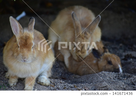 Hiroshima, Okunoshima, rabbit, rabbit island, rabbit island Hiroshima, Okunoshima, rabbit, rabbit island, rabbit island 141671436