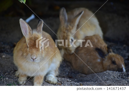 Hiroshima, Okunoshima, rabbit, rabbit island, rabbit island Hiroshima, Okunoshima, rabbit, rabbit island, rabbit island 141671437