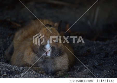 Hiroshima, Okunoshima, rabbit, rabbit island, rabbit island Hiroshima, Okunoshima, rabbit, rabbit island, rabbit island 141671438