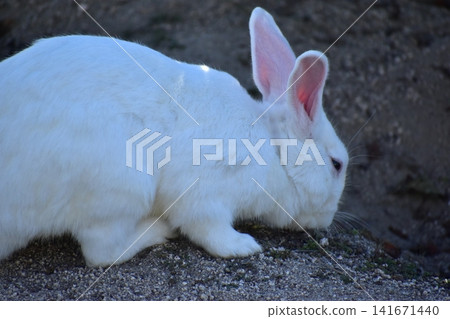 Hiroshima, Okunoshima, rabbit, rabbit island, rabbit island Hiroshima, Okunoshima, rabbit, rabbit island, rabbit island 141671440