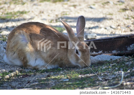 Hiroshima, Okunoshima, rabbit, rabbit island, rabbit island Hiroshima, Okunoshima, rabbit, rabbit island, rabbit island 141671443