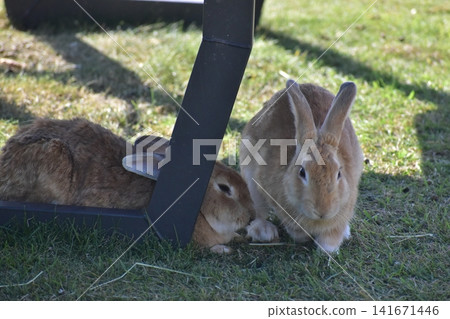 Hiroshima, Okunoshima, rabbit, rabbit island, rabbit island Hiroshima, Okunoshima, rabbit, rabbit island, rabbit island 141671446