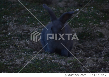 Hiroshima, Okunoshima, rabbit, rabbit island, rabbit island Hiroshima, Okunoshima, rabbit, rabbit island, rabbit island 141671447