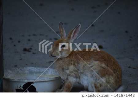 Hiroshima, Okunoshima, rabbit, rabbit island, rabbit island Hiroshima, Okunoshima, rabbit, rabbit island, rabbit island 141671448