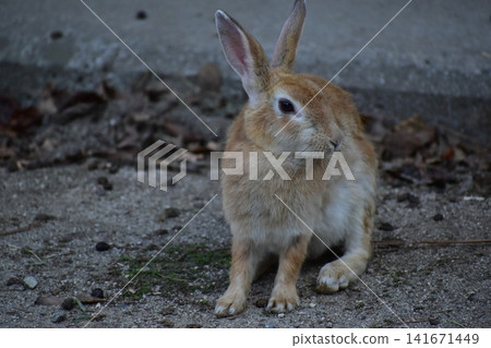 Hiroshima, Okunoshima, rabbit, rabbit island, rabbit island Hiroshima, Okunoshima, rabbit, rabbit island, rabbit island 141671449