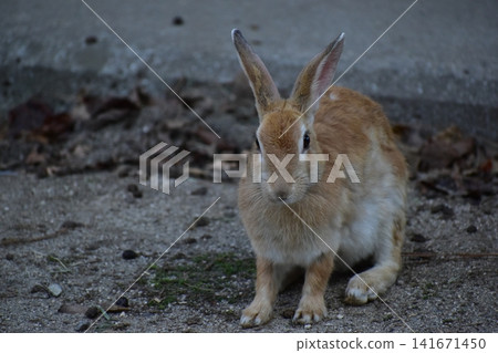 Hiroshima, Okunoshima, rabbit, rabbit island, rabbit island Hiroshima, Okunoshima, rabbit, rabbit island, rabbit island 141671450