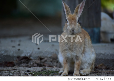 Hiroshima, Okunoshima, rabbit, rabbit island, rabbit island Hiroshima, Okunoshima, rabbit, rabbit island, rabbit island 141671453