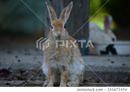 Hiroshima, Okunoshima, rabbit, rabbit island, rabbit island Hiroshima, Okunoshima, rabbit, rabbit island, rabbit island 141671454