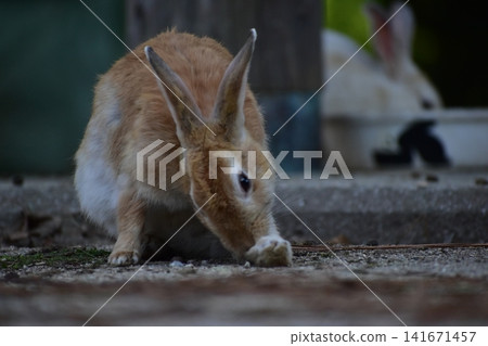Hiroshima, Okunoshima, rabbit, rabbit island, rabbit island Hiroshima, Okunoshima, rabbit, rabbit island, rabbit island 141671457