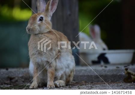 Hiroshima, Okunoshima, rabbit, rabbit island, rabbit island Hiroshima, Okunoshima, rabbit, rabbit island, rabbit island 141671458