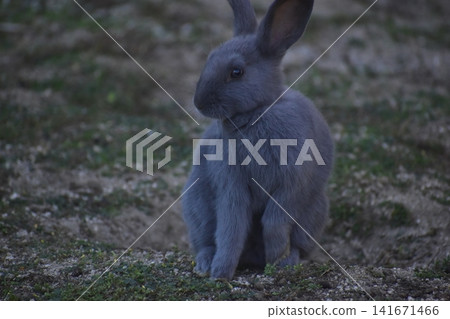 Hiroshima, Okunoshima, rabbit, rabbit island, rabbit island Hiroshima, Okunoshima, rabbit, rabbit island, rabbit island 141671466