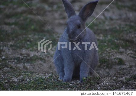 Hiroshima, Okunoshima, rabbit, rabbit island, rabbit island Hiroshima, Okunoshima, rabbit, rabbit island, rabbit island 141671467