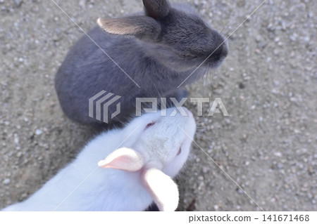 Hiroshima, Okunoshima, rabbit, rabbit island, rabbit island Hiroshima, Okunoshima, rabbit, rabbit island, rabbit island 141671468