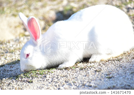 Hiroshima, Okunoshima, rabbit, rabbit island, rabbit island Hiroshima, Okunoshima, rabbit, rabbit island, rabbit island 141671470