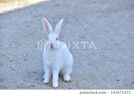 Hiroshima, Okunoshima, rabbit, rabbit island, rabbit island Hiroshima, Okunoshima, rabbit, rabbit island, rabbit island 141671472