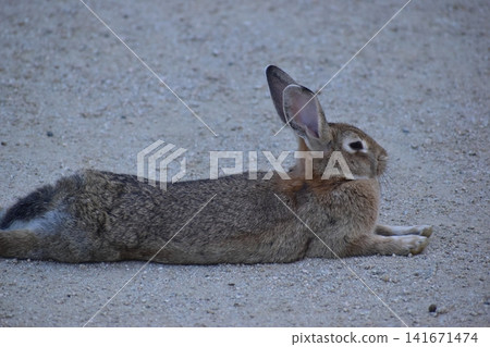 Hiroshima, Okunoshima, rabbit, rabbit island, rabbit island Hiroshima, Okunoshima, rabbit, rabbit island, rabbit island 141671474