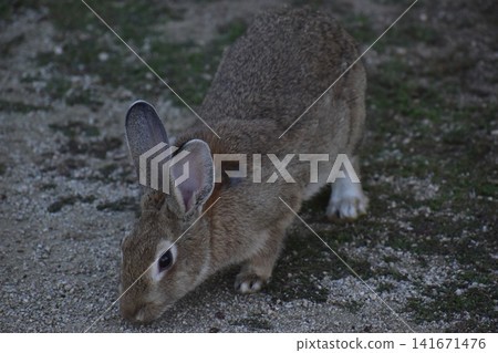 Hiroshima, Okunoshima, rabbit, rabbit island, rabbit island Hiroshima, Okunoshima, rabbit, rabbit island, rabbit island 141671476
