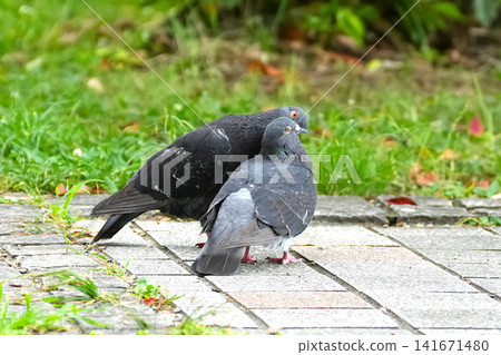 pigeon pigeon 141671480